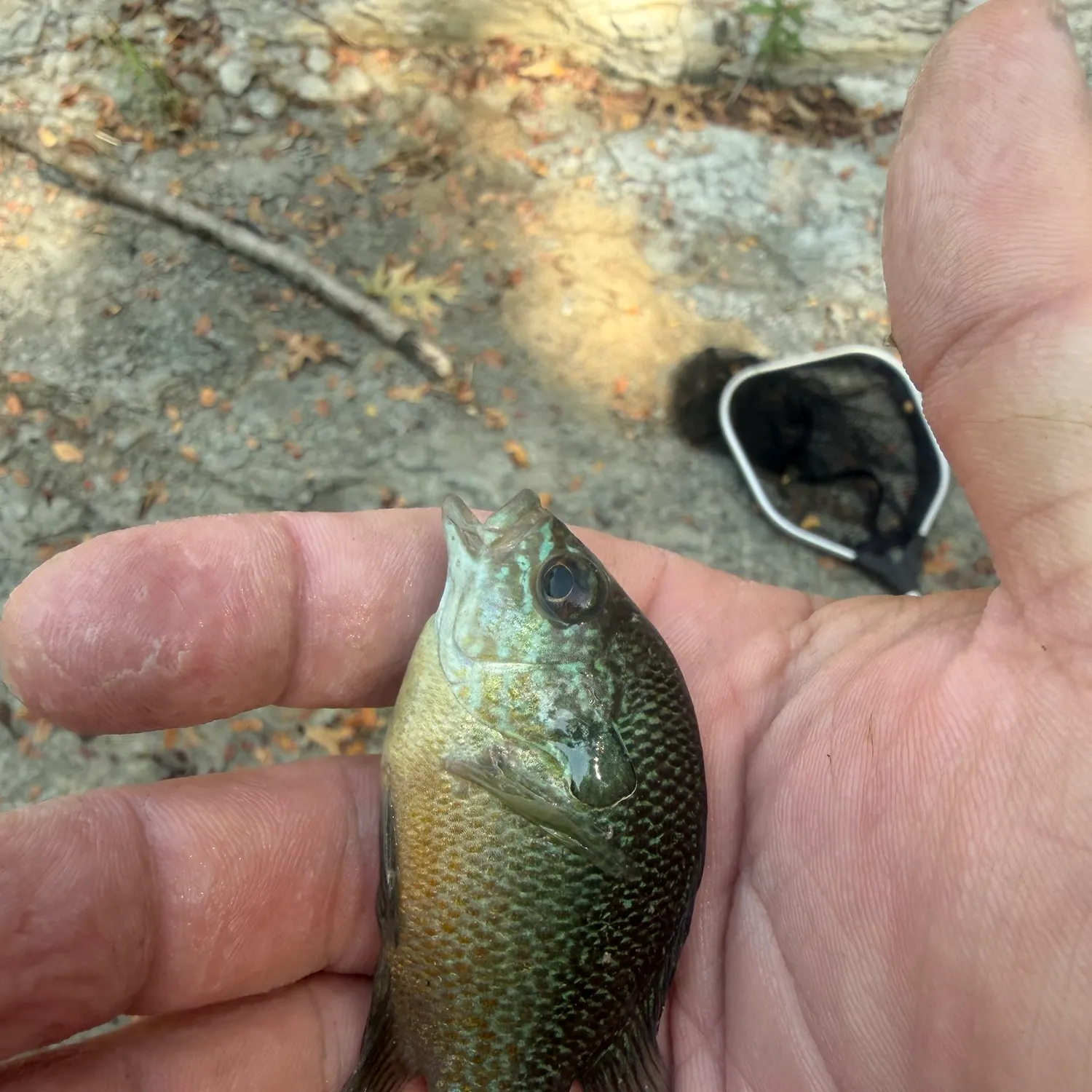 Plains longear sunfish caught on Fishbrain