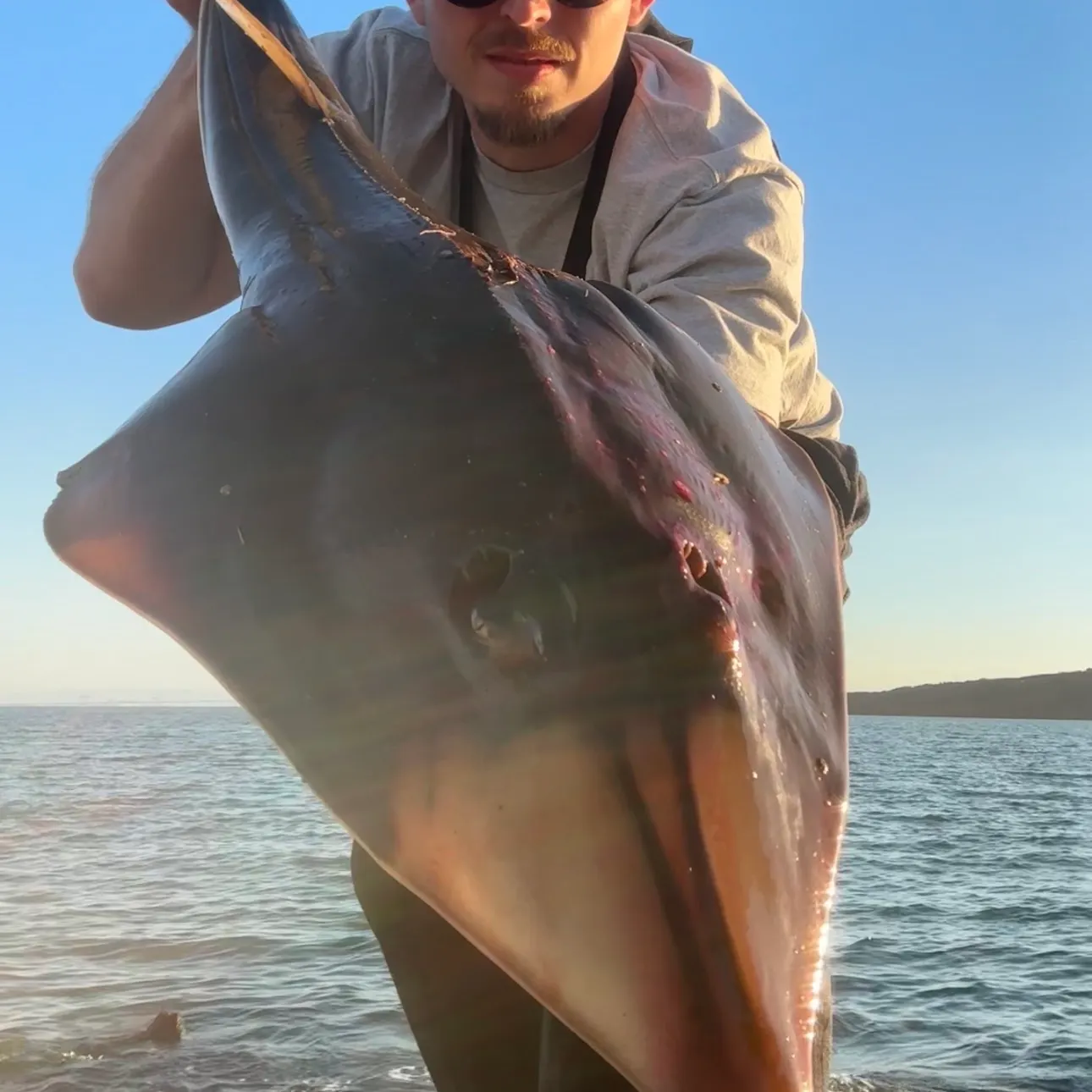 Pacific shovelnose guitarfish caught on Fishbrain