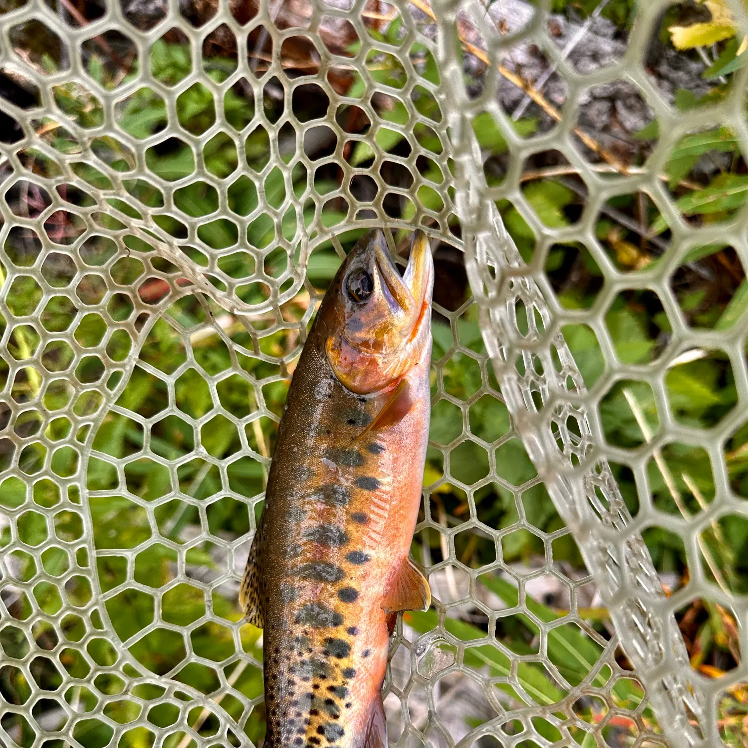 The most recent Westlope cutthroat trout catches on Fishbrain