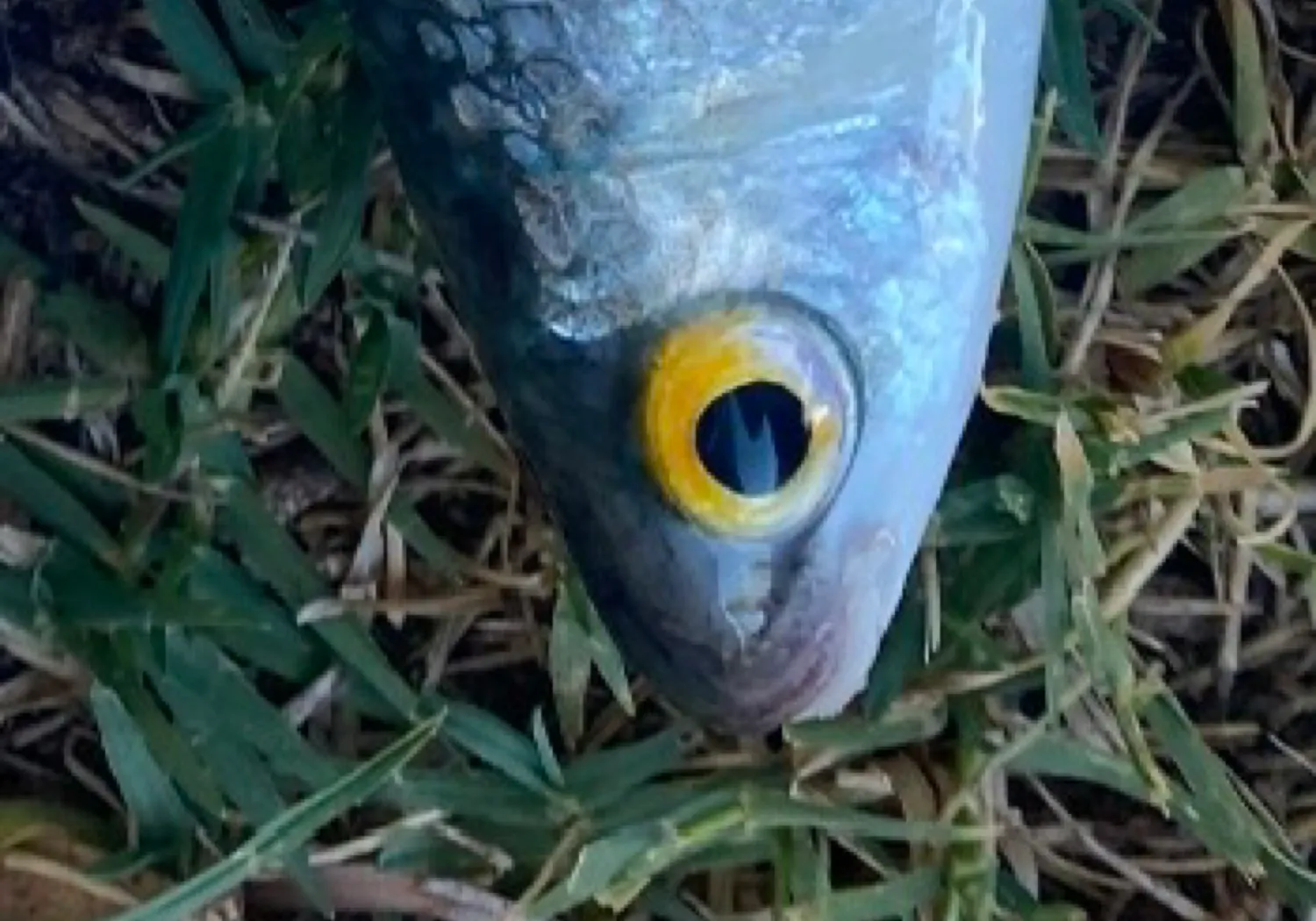 Australian grayling