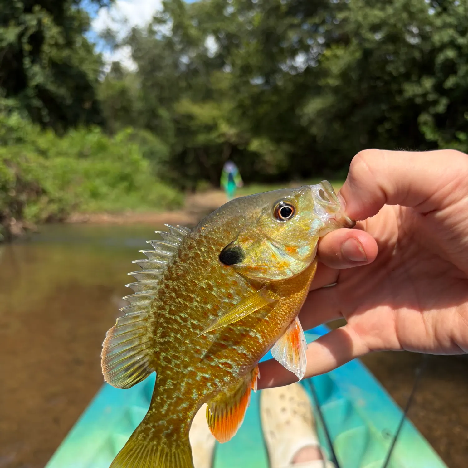 The most recent Bluegill x longear sunfish catches on Fishbrain