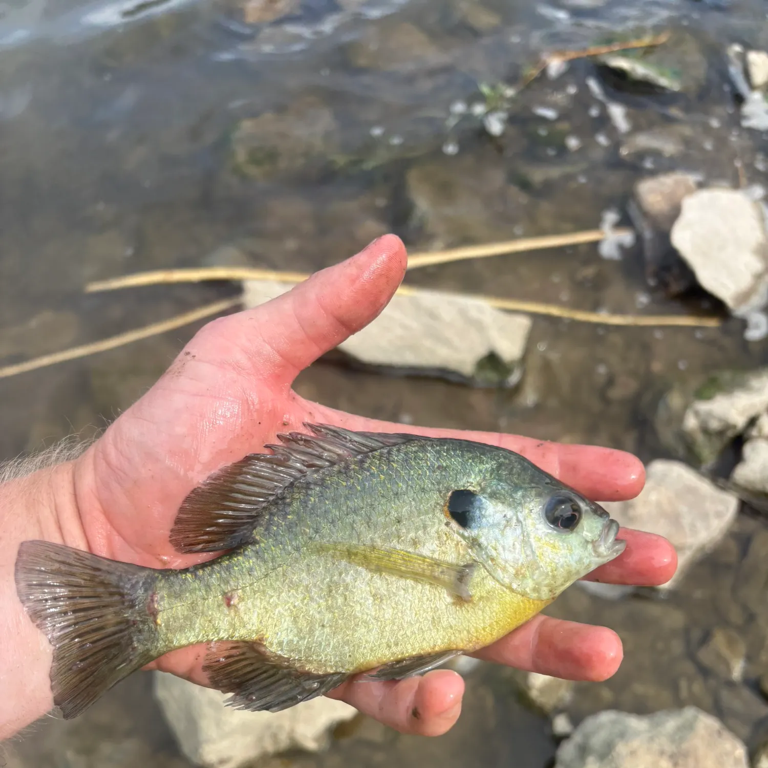 Redear sunfish caught on Fishbrain