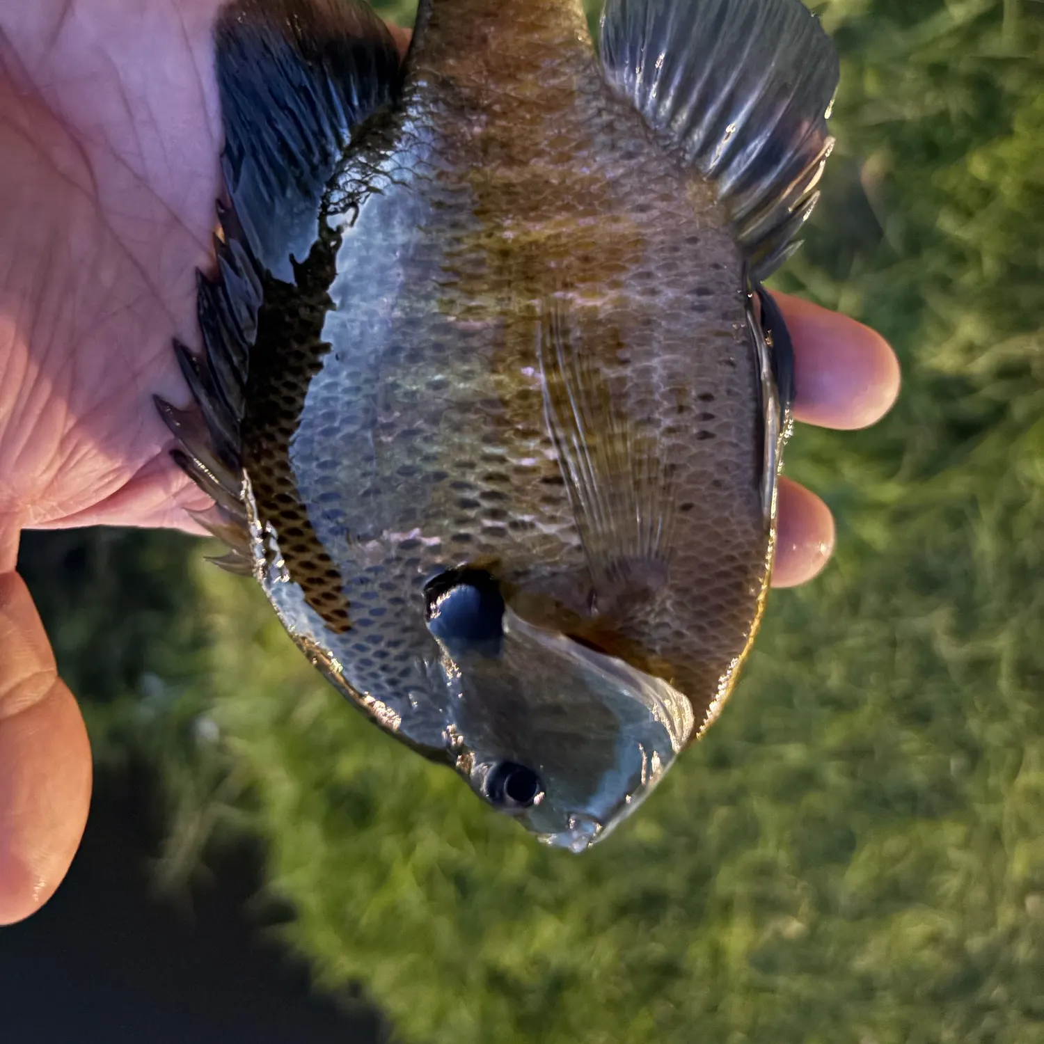 Bluegill caught on Fishbrain