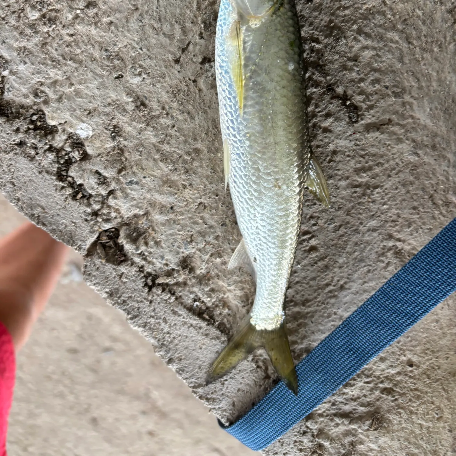 The most recent Predatory carp catches on Fishbrain