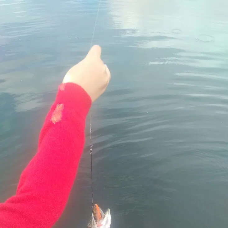 Northern pike caught on Fishbrain