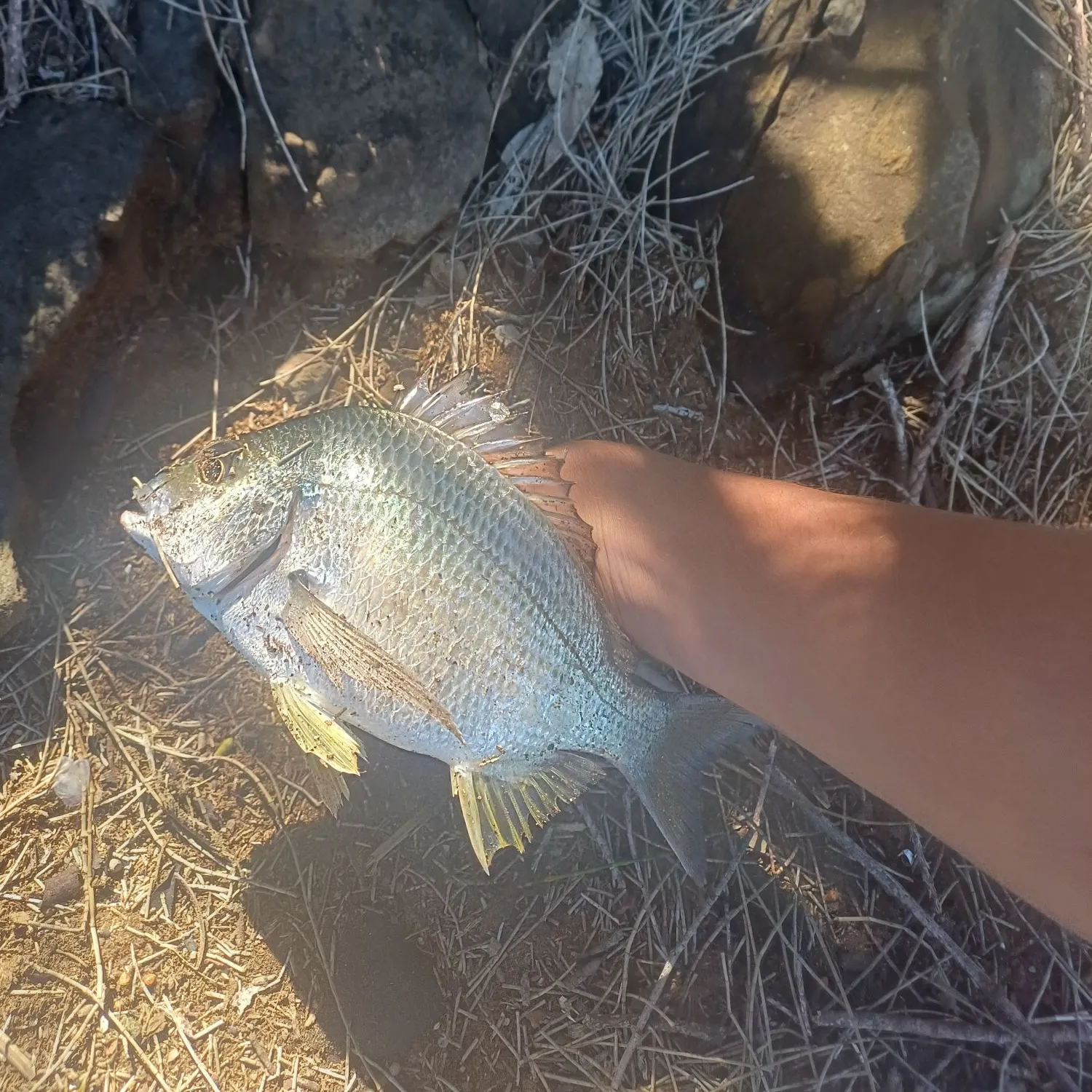 Surf bream caught on Fishbrain