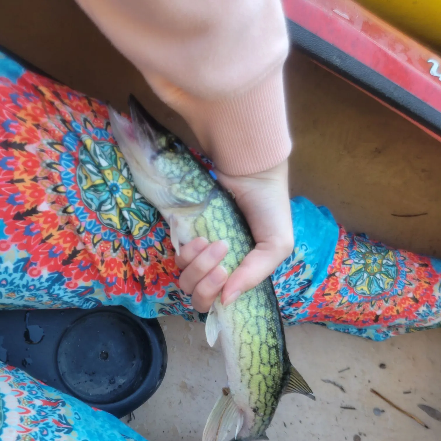 Chain pickerel caught on Fishbrain