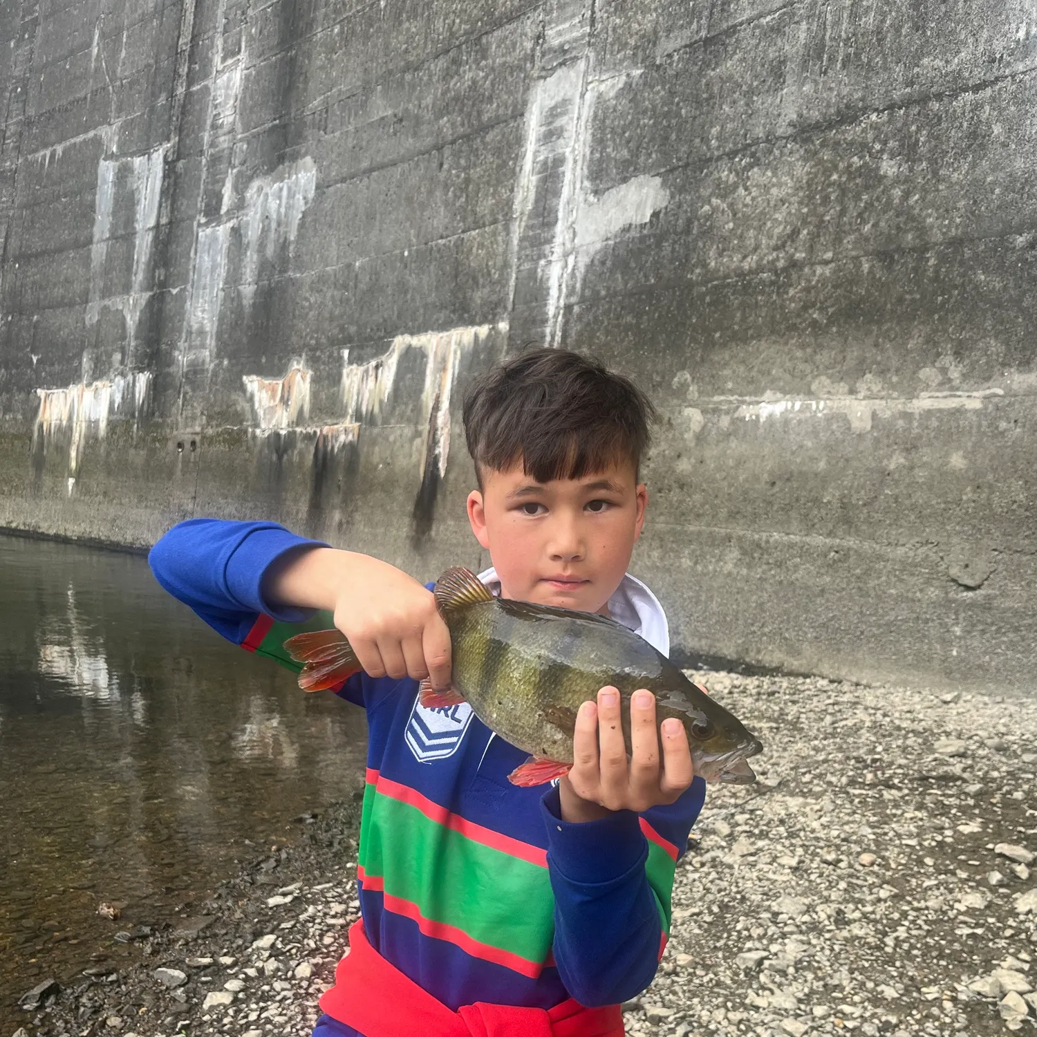 Common rudd caught on Fishbrain