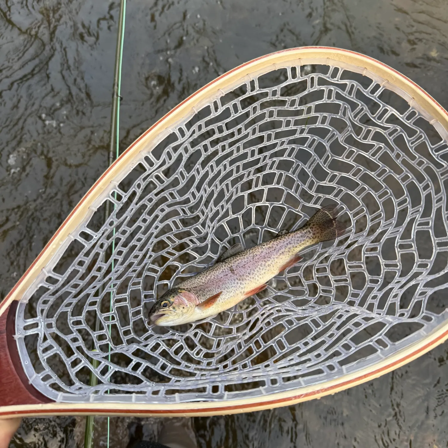 Rainbow trout caught on Fishbrain