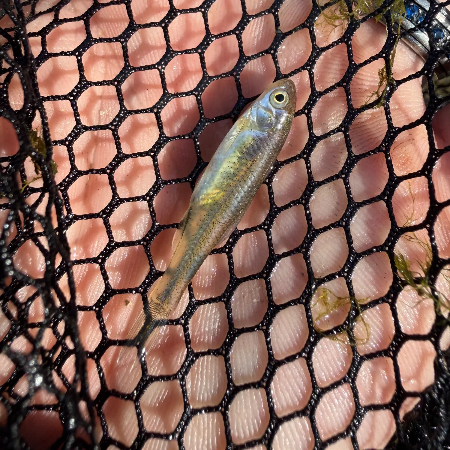 The most recent Red shiner catches on Fishbrain