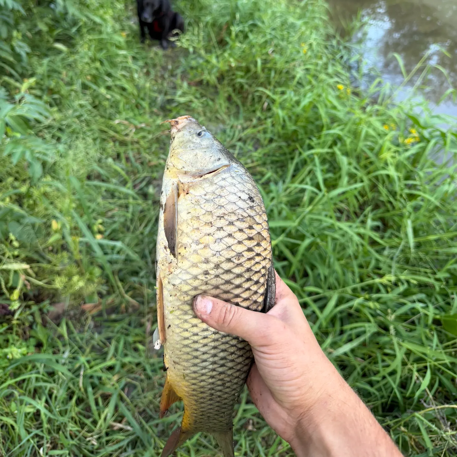 Common carp caught on Fishbrain