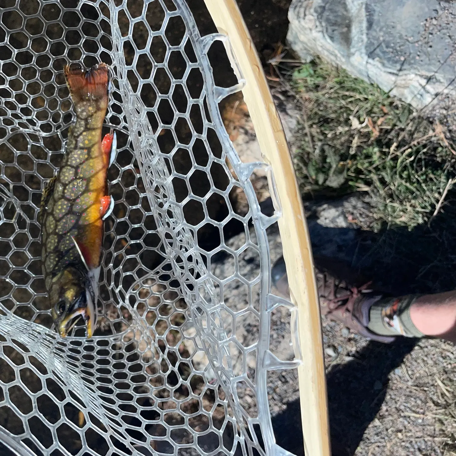 Brook trout caught on Fishbrain