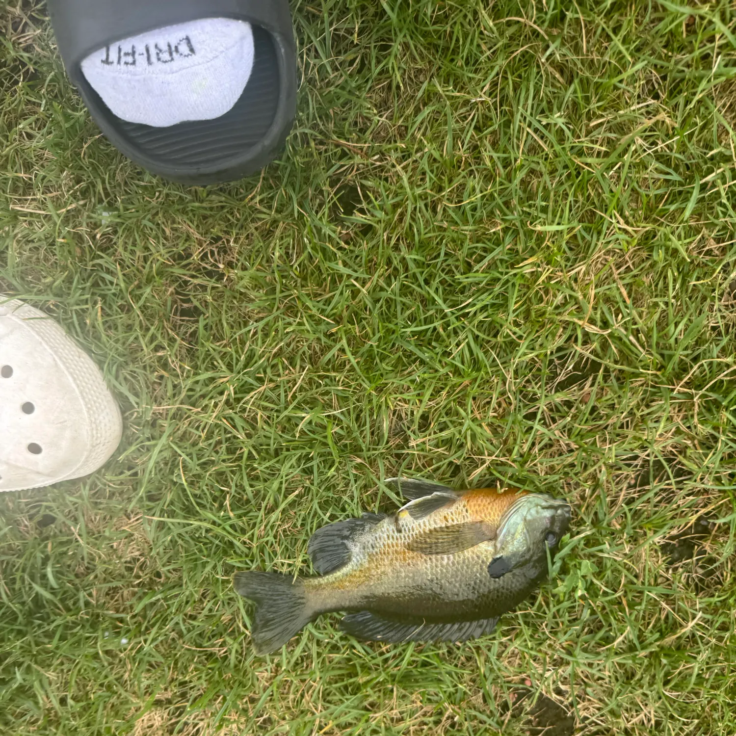 The most recent Bluegill catches on Fishbrain