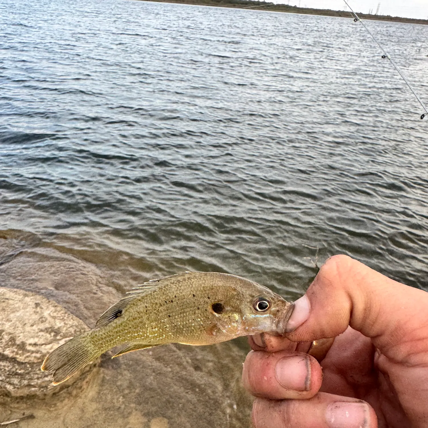 Green sunfish caught on Fishbrain
