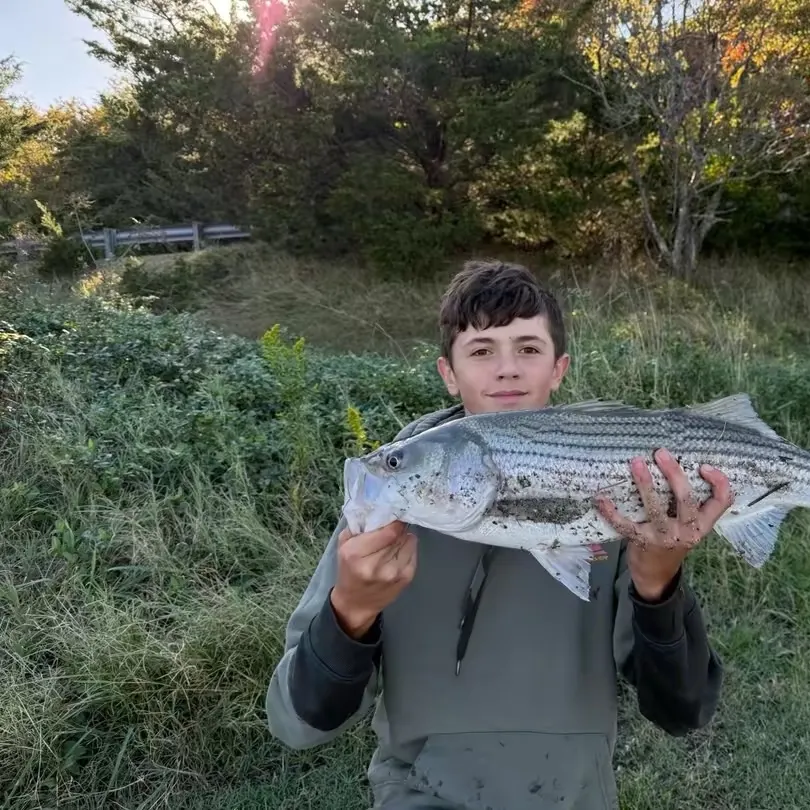 Striped bass caught on Fishbrain