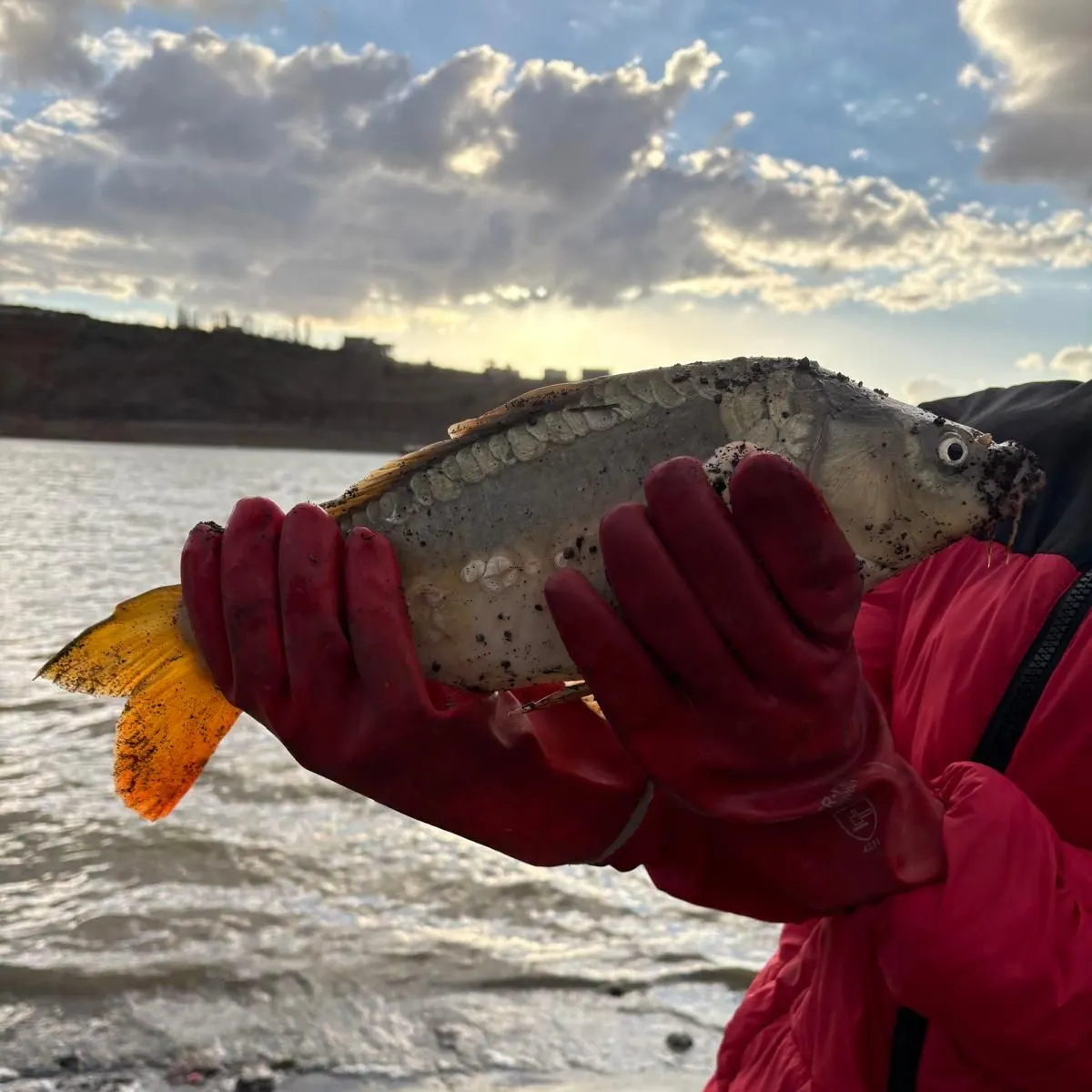 Mirror carp caught on Fishbrain