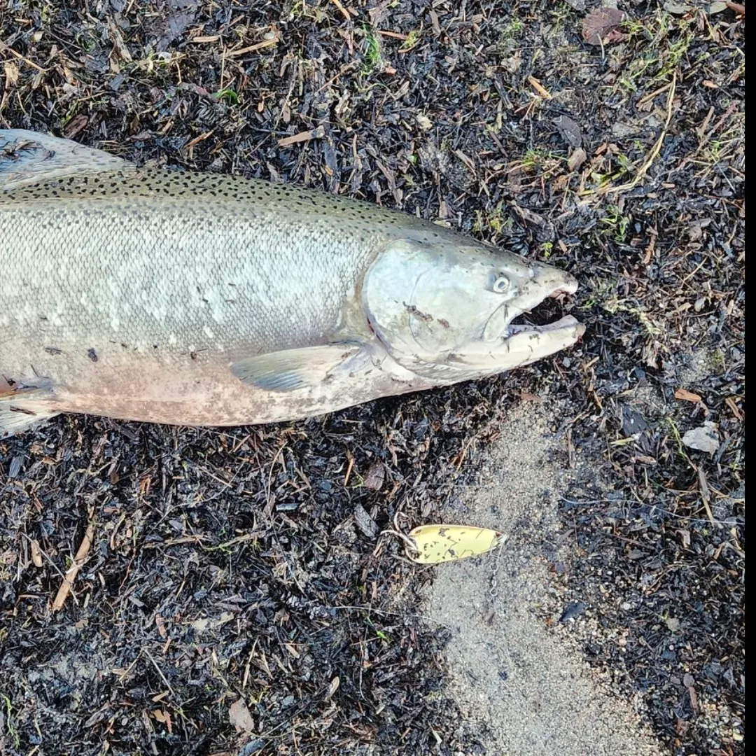 Chinook salmon caught on Fishbrain
