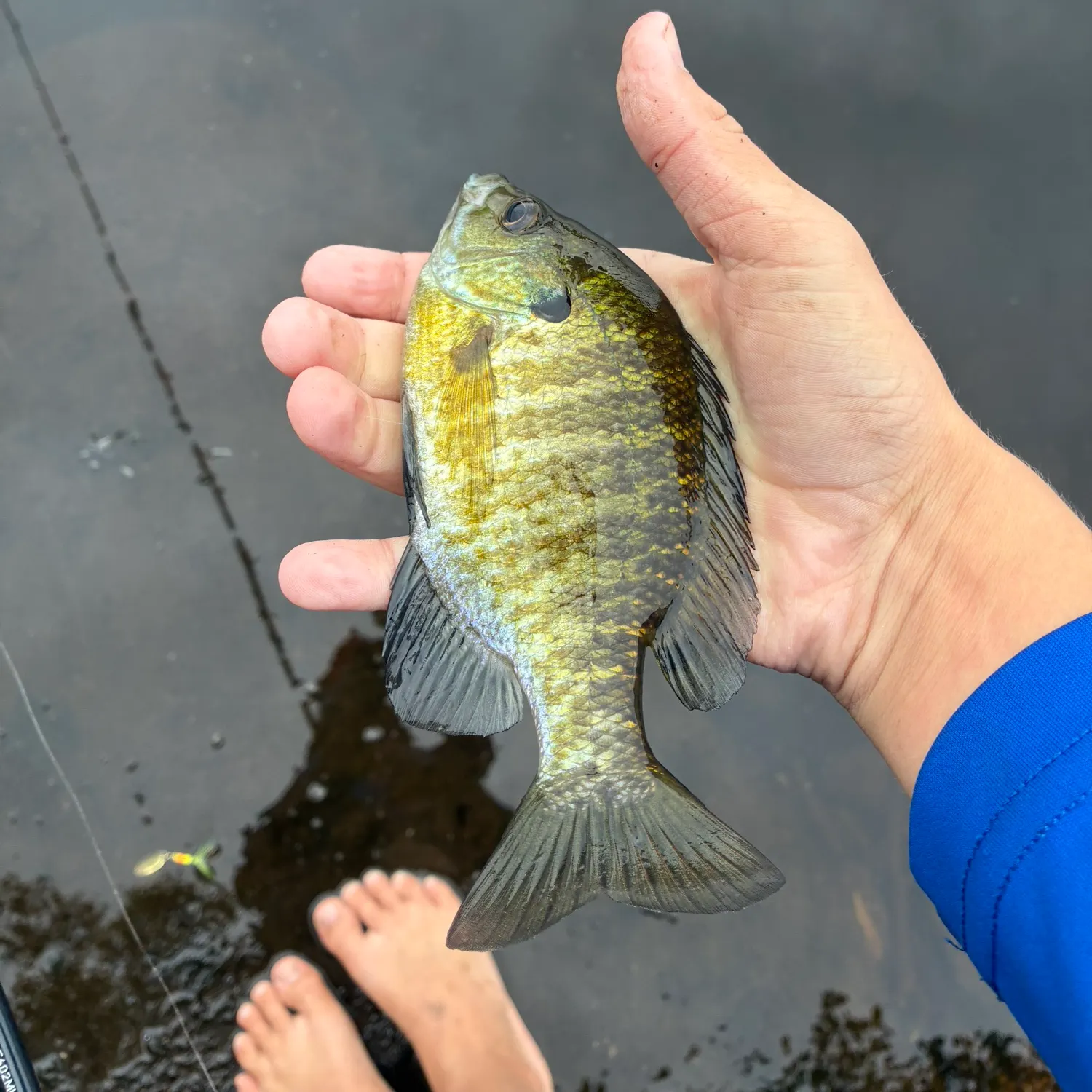Bluegill caught on Fishbrain