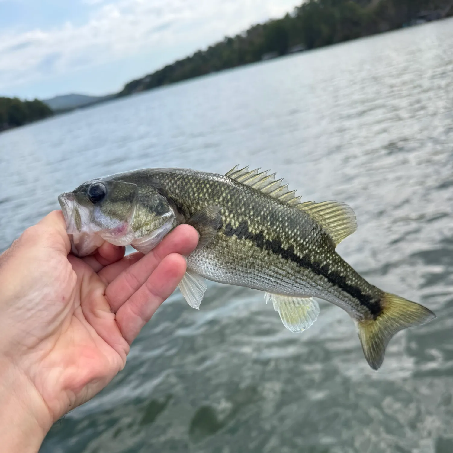 Spotted bass caught on Fishbrain