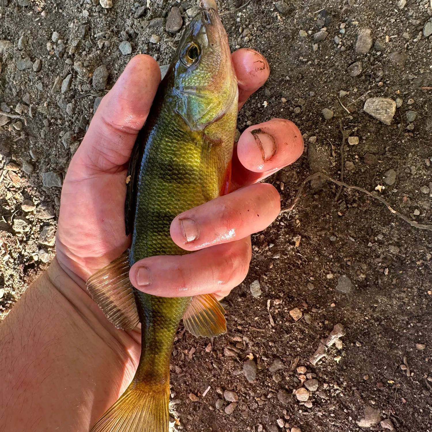 Yellow perch caught on Fishbrain