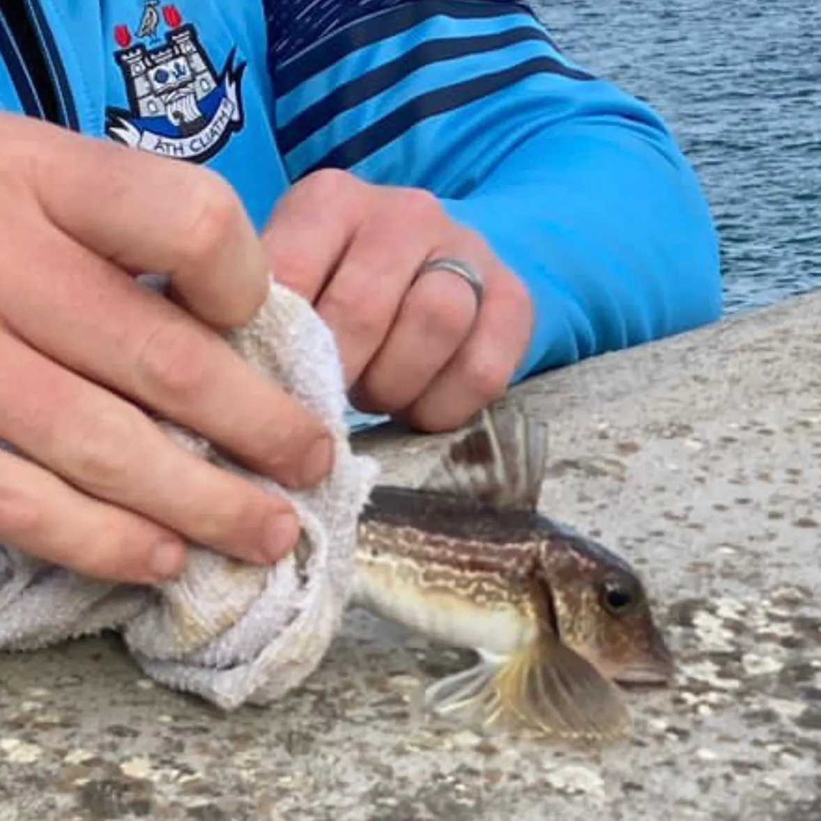The most recent Red gurnard catches on Fishbrain