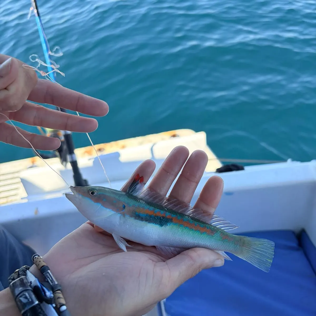 The most recent Mediterranean rainbow wrasse catches on Fishbrain
