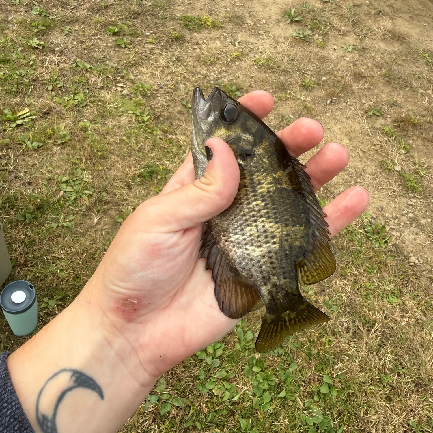 Rock bass caught on Fishbrain