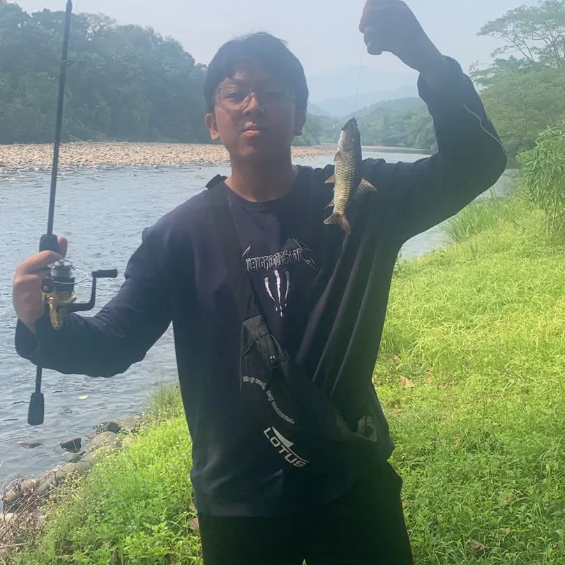 The most recent Hampala barb catches on Fishbrain