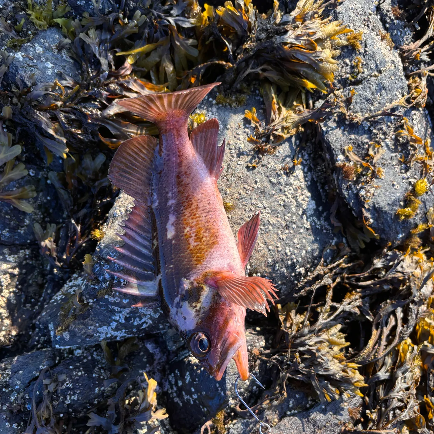 The most recent Copper rockfish catches on Fishbrain