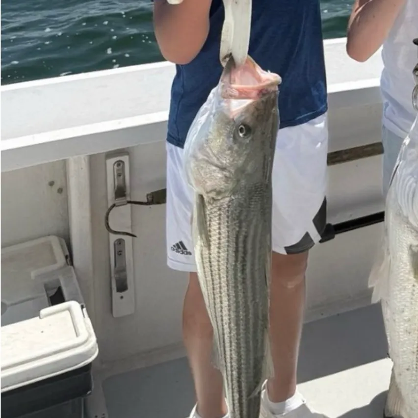 The most recent Striped bass catches on Fishbrain