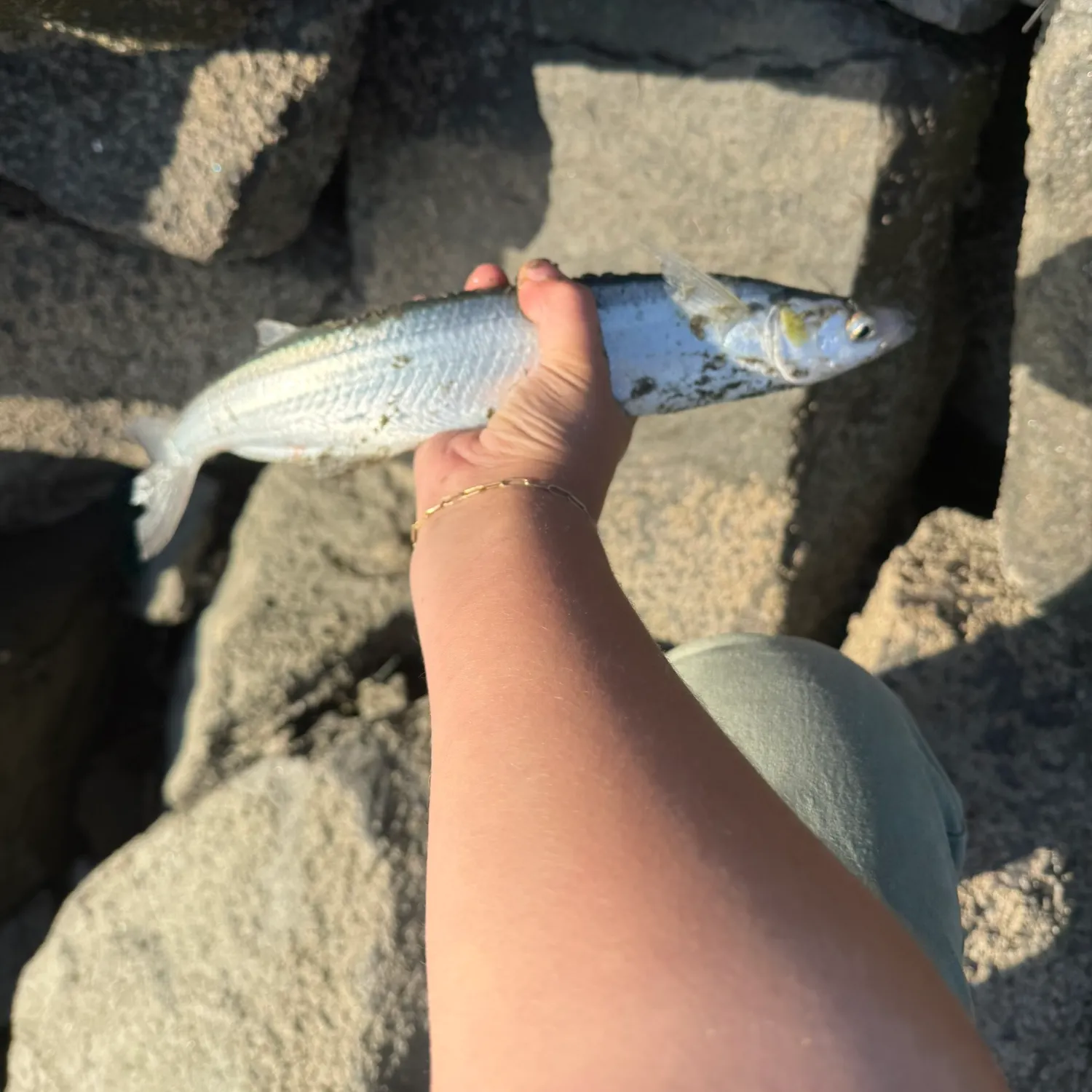 The most recent Jack silverside catches on Fishbrain