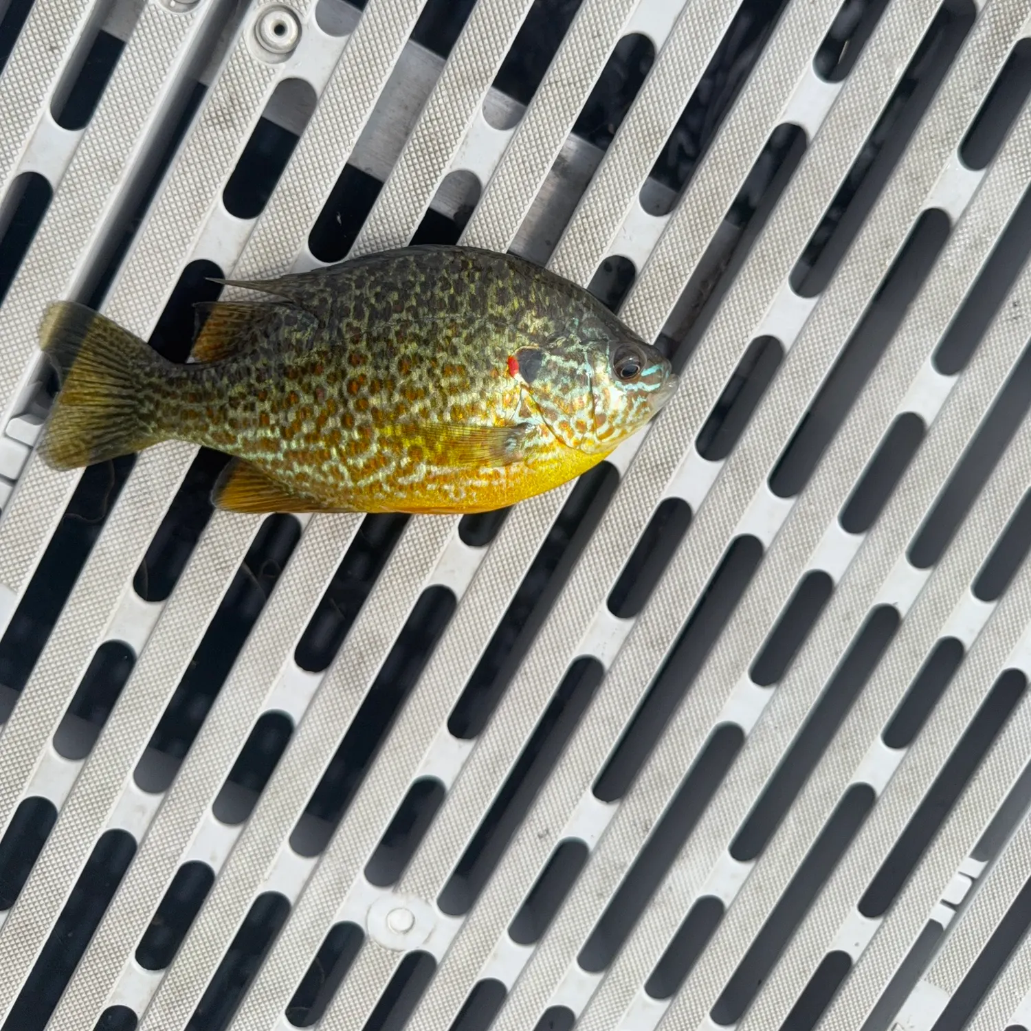 Pumpkinseed caught on Fishbrain