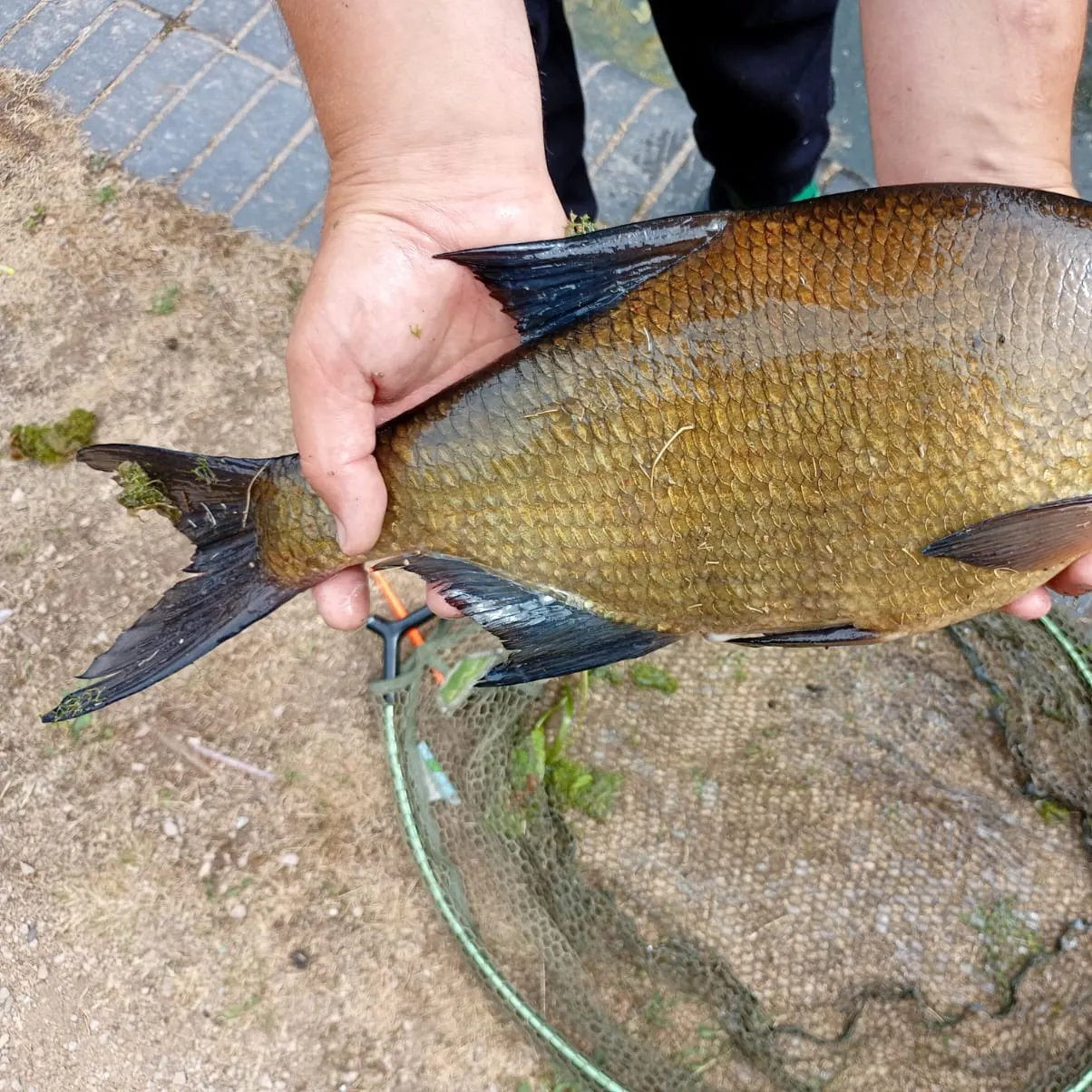 Common bream caught on Fishbrain
