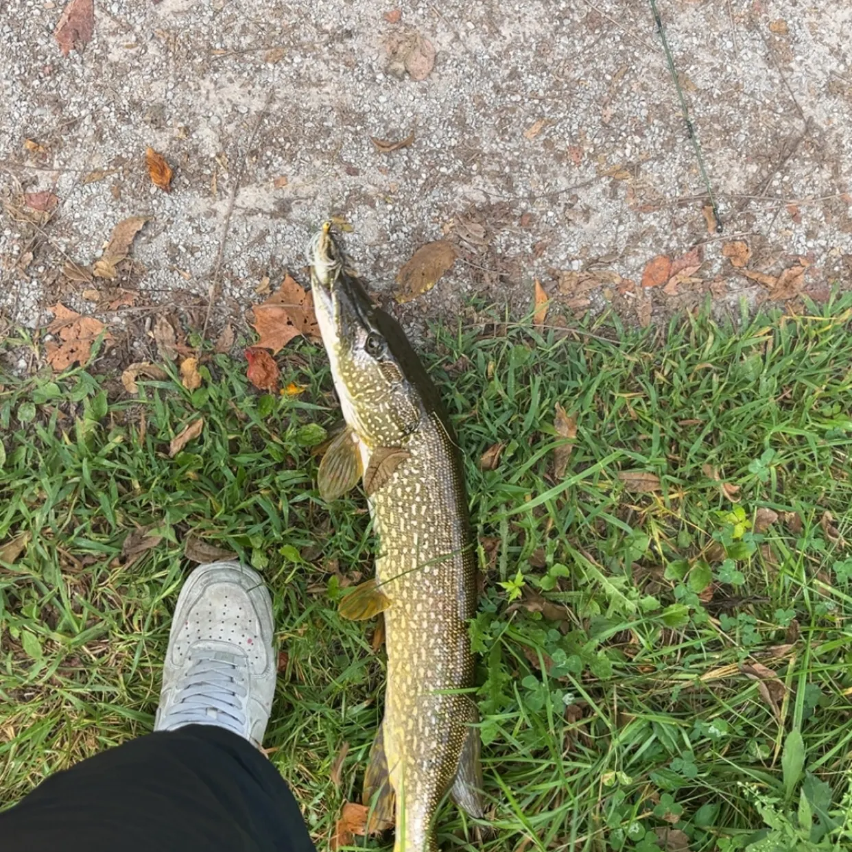 Northern pike caught on Fishbrain