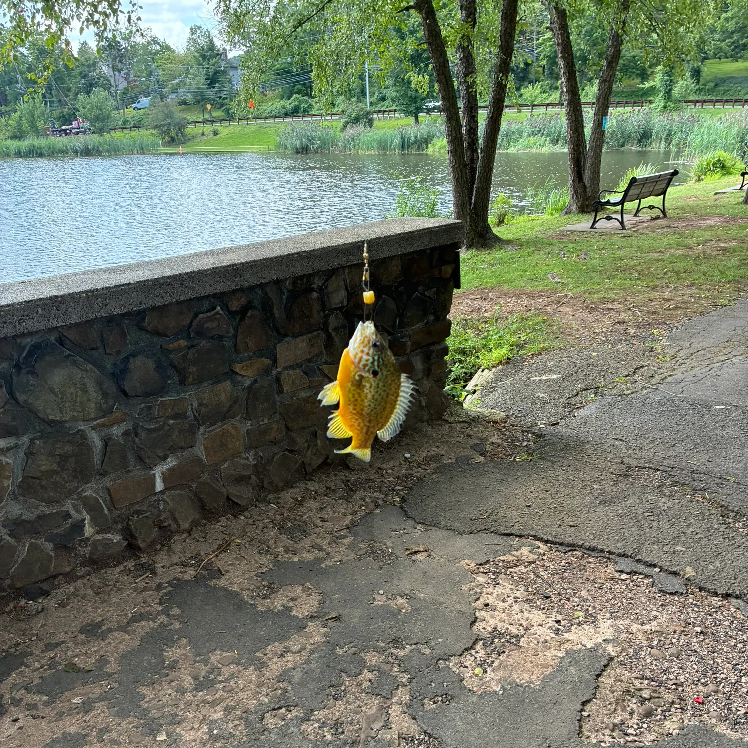 Pumpkingill hybrid caught on Fishbrain