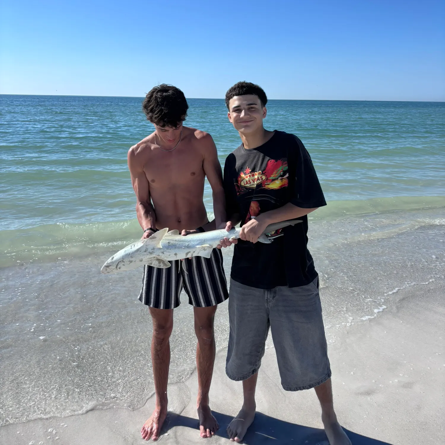 The most recent Atlantic sharpnose shark catches on Fishbrain