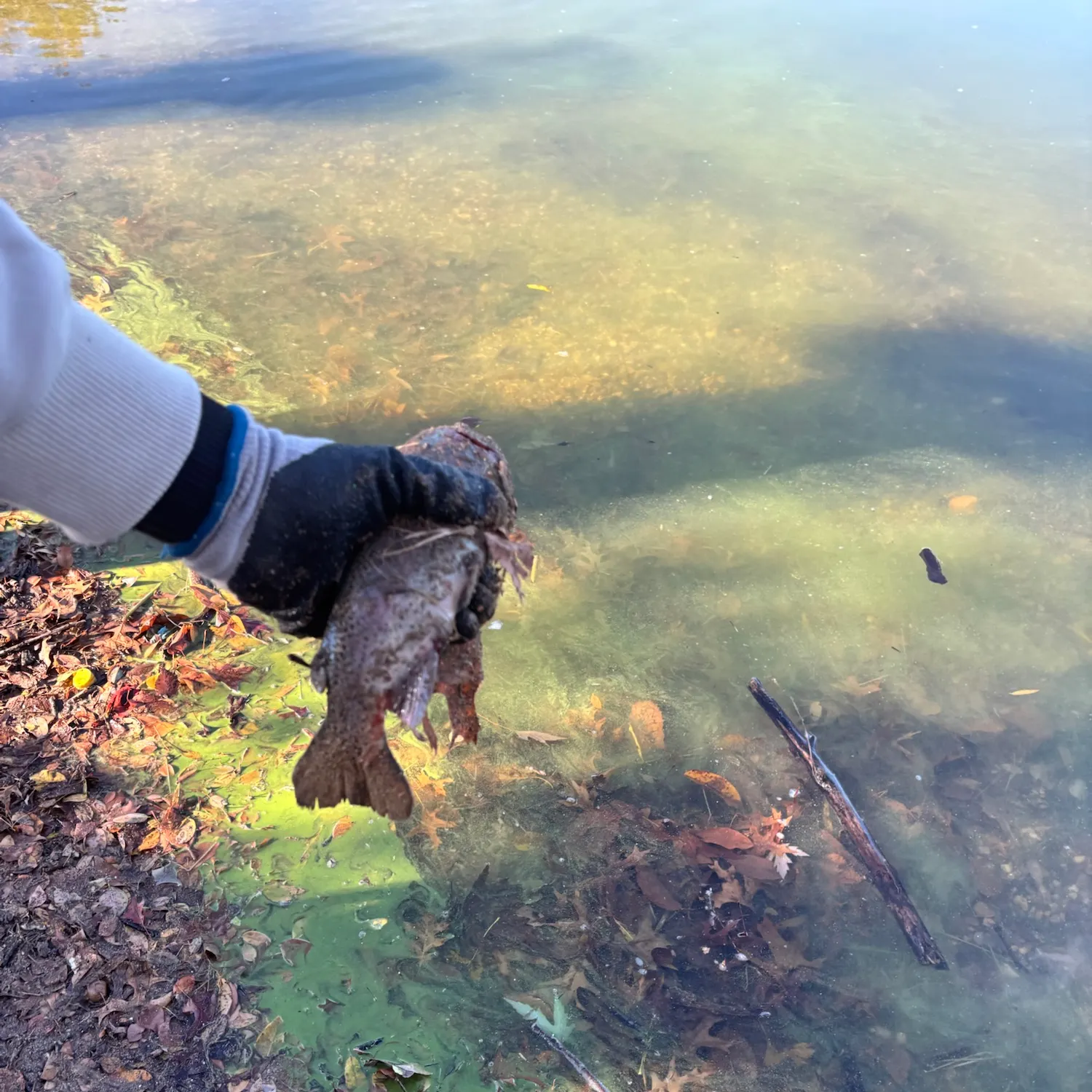 Rainbow trout caught on Fishbrain
