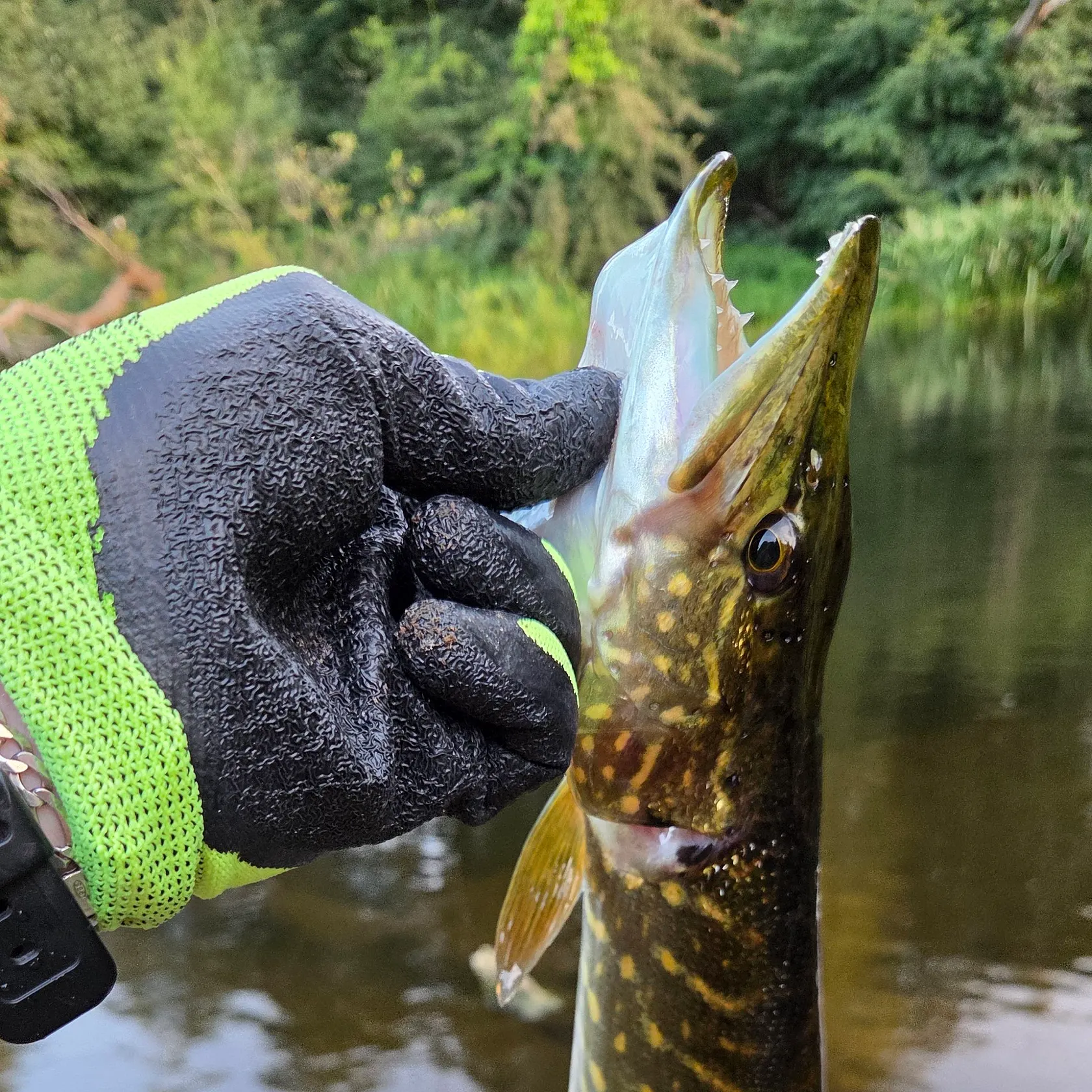 Northern pike caught on Fishbrain