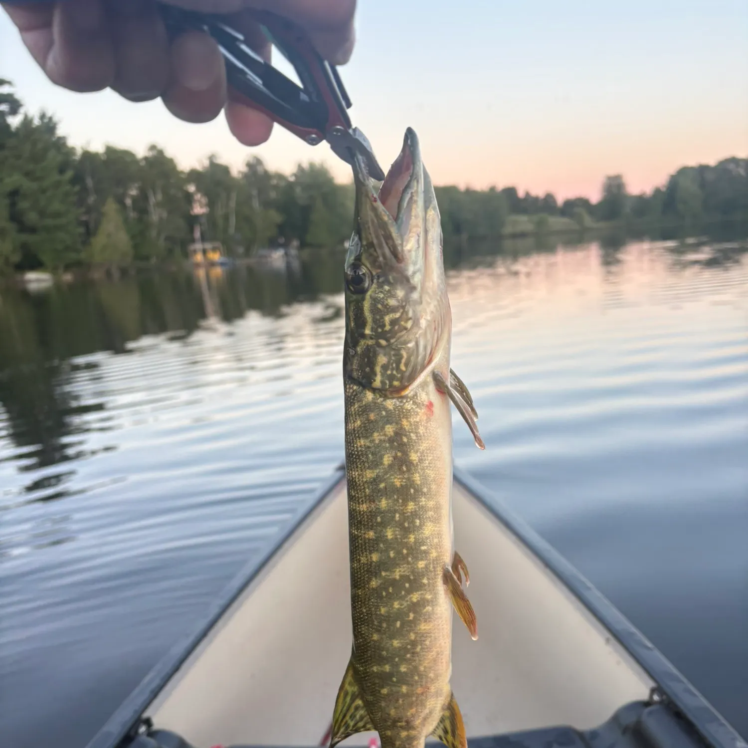 Northern pike caught on Fishbrain