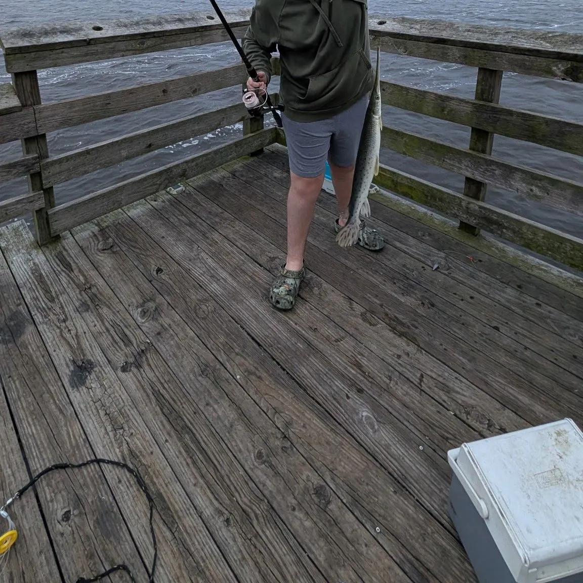 Spotted gar caught on Fishbrain