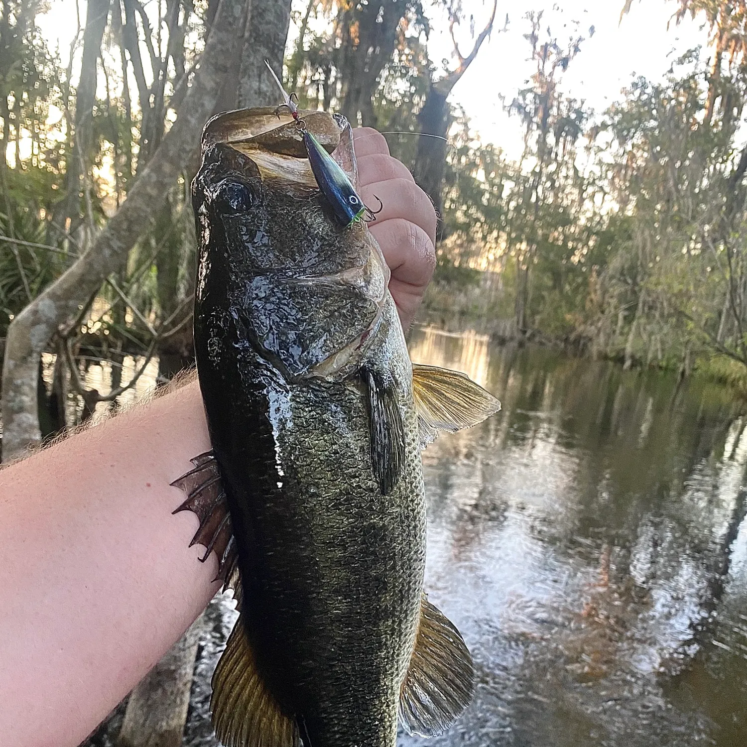 Florida bass caught on Fishbrain