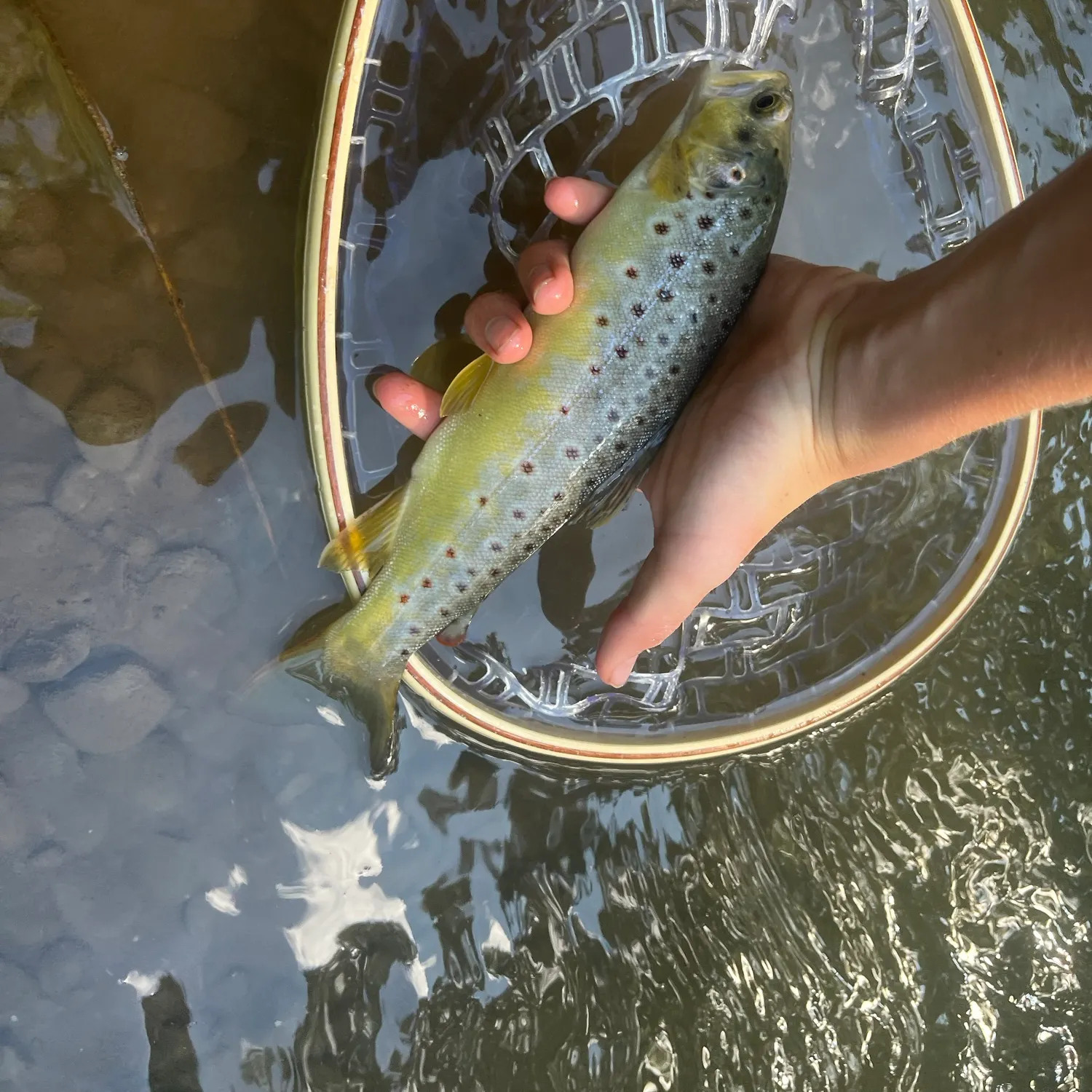 Brown trout caught on Fishbrain