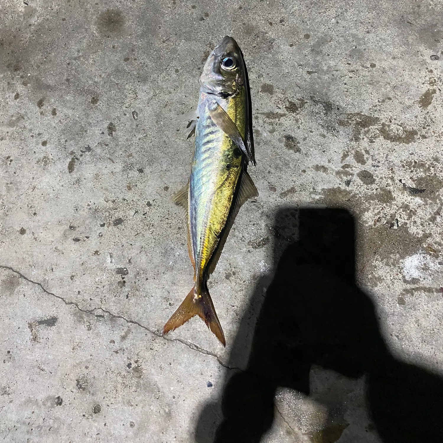 The most recent Pacific jack mackerel catches on Fishbrain