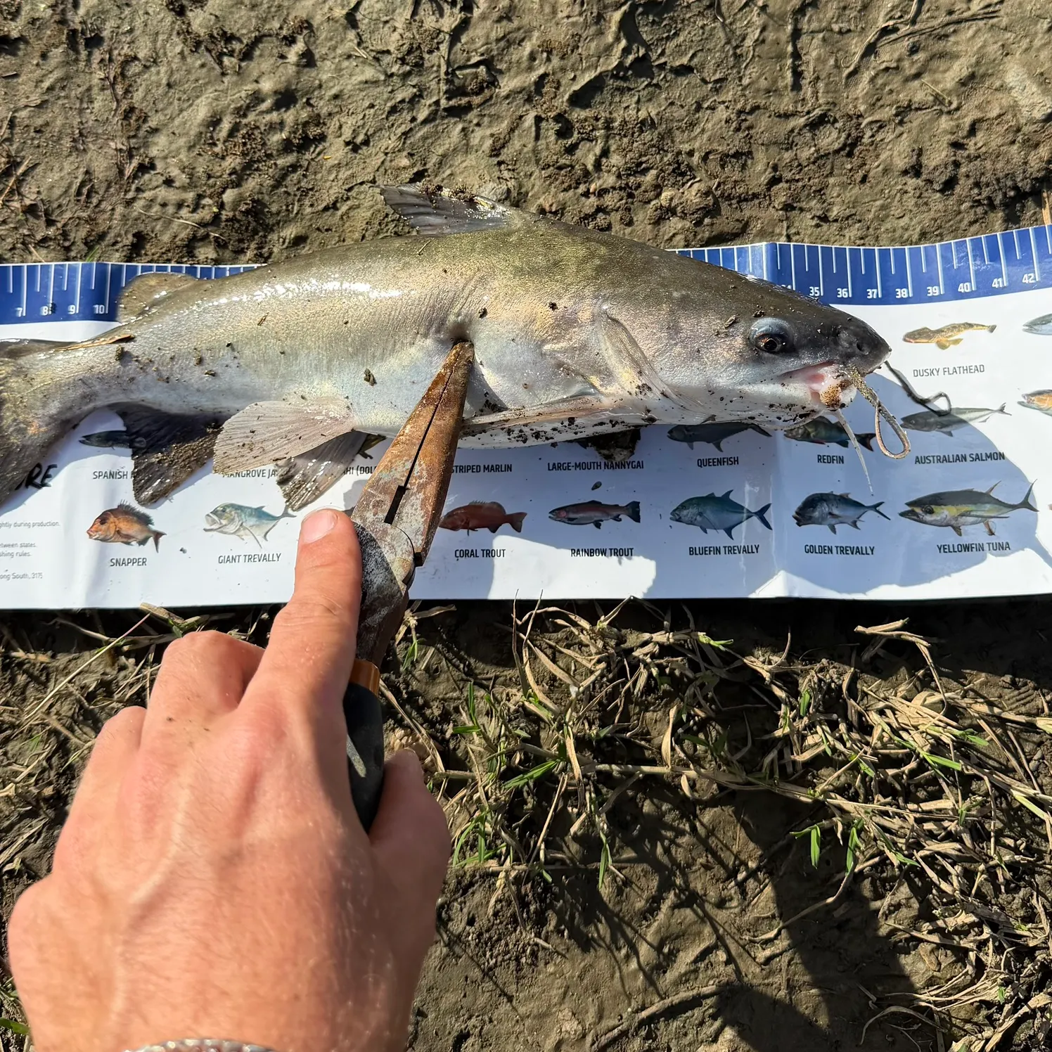 The most recent Giant sea catfish catches on Fishbrain