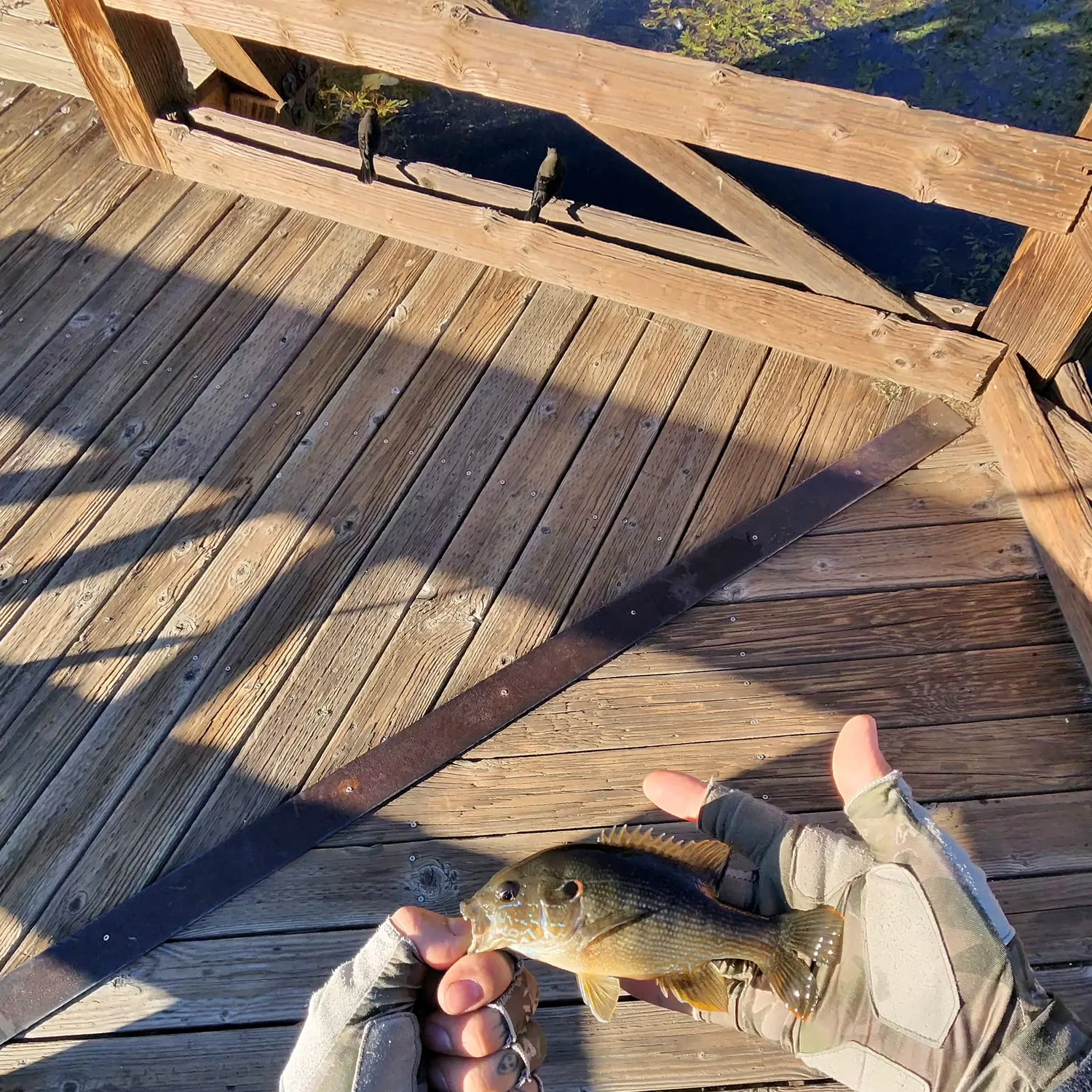 Green sunfish caught on Fishbrain