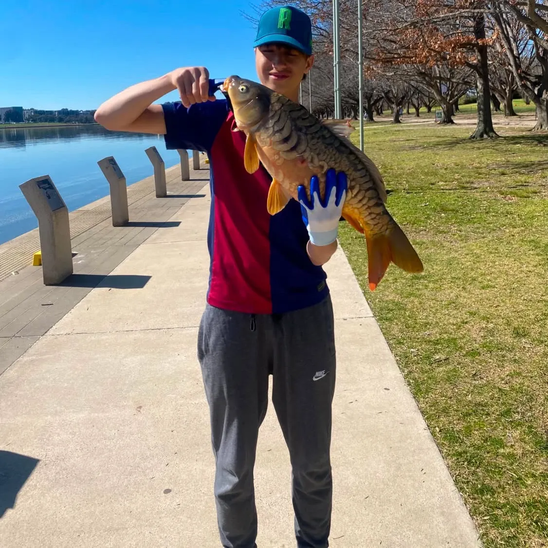 Mirror carp caught on Fishbrain