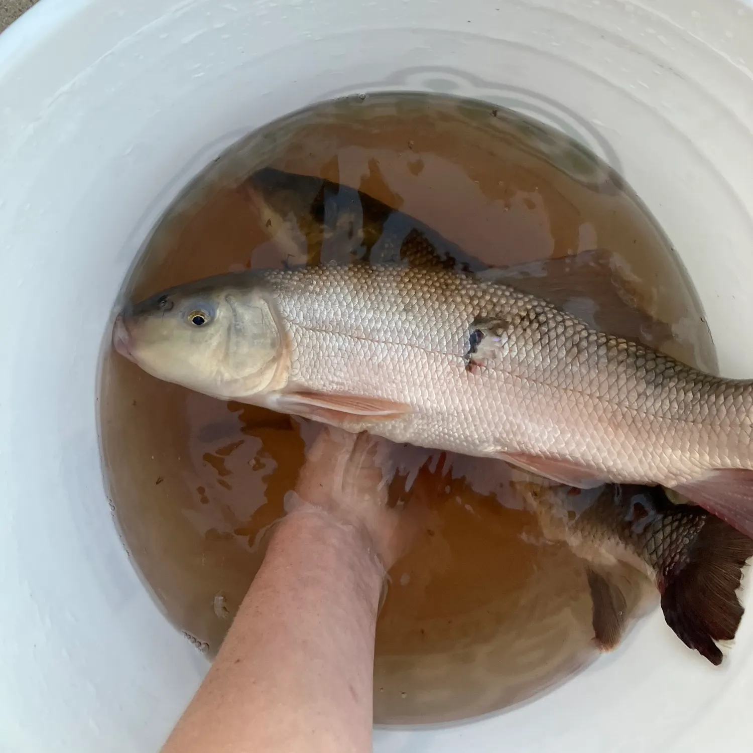 The most recent June sucker catches on Fishbrain