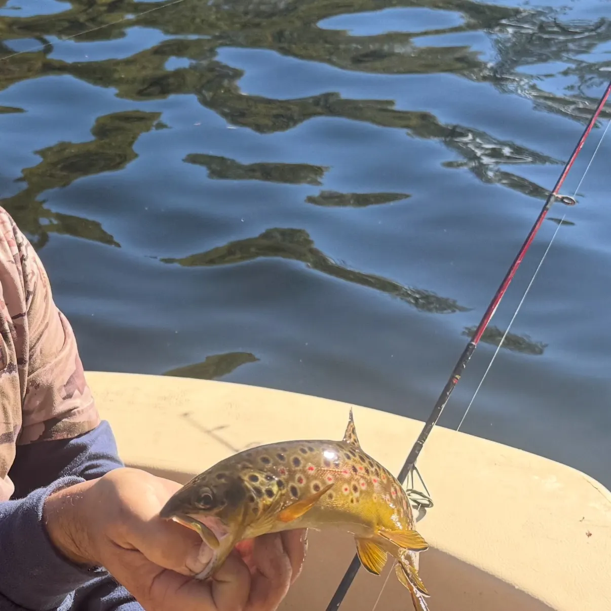 Brown trout caught on Fishbrain