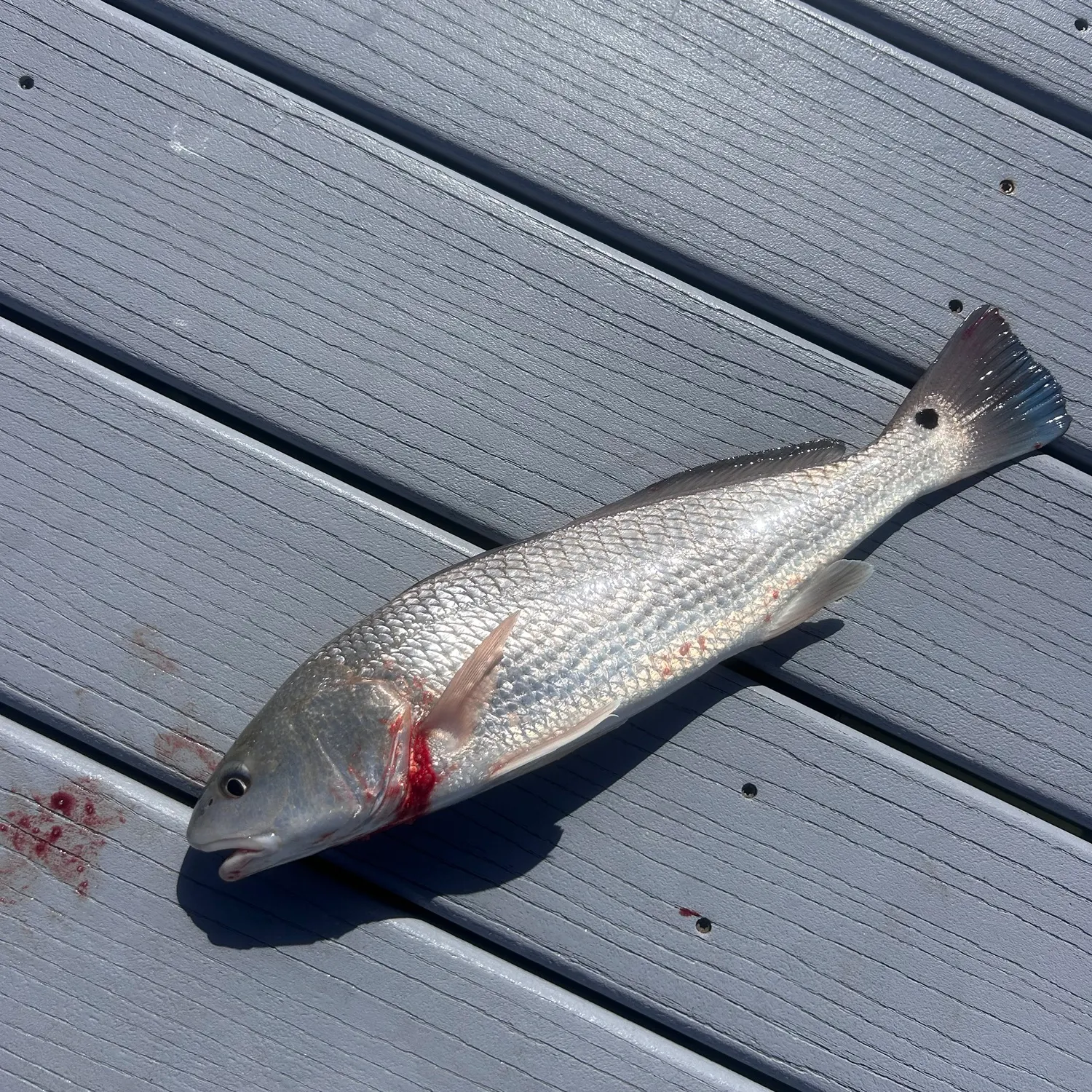 Red drum caught on Fishbrain