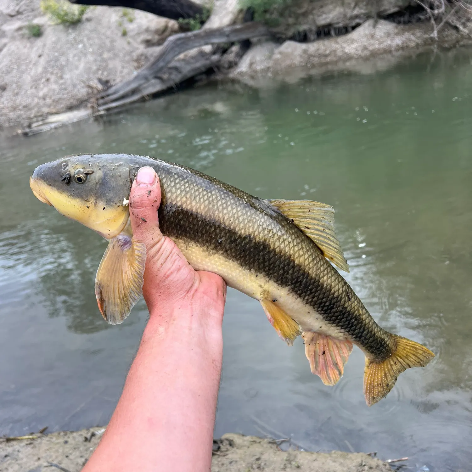 The most recent Utah sucker catches on Fishbrain
